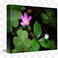 花瓣叶开花植物-叶-空若网 花瓣叶开花植物-叶-空若网