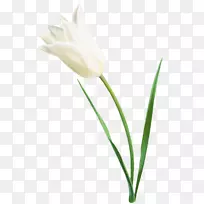 郁金香切花植物茎花束郁金香-空若网 郁金香切花植物茎花束郁金香-空若网
