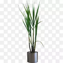 ����ֲ��-������