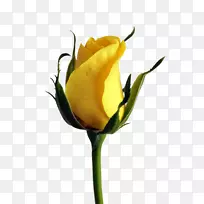 玫瑰黄花-空若网 玫瑰黄花-空若网