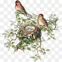 �Ĵ����ǵ��񣬴��еߵ������޵��񣬻滭����-������