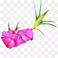 花唐菖蒲剪贴画-花-空若网 花唐菖蒲剪贴画-花-空若网