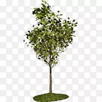 树枝博客花园树-空若网 树枝博客花园树-空若网