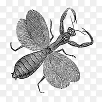 昆虫数码邮票免邮票内容剪贴画免费昆虫照片-空若网 昆虫数码邮票免邮票内容剪贴画免费昆虫照片-空若网