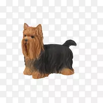 约克郡猎犬,澳大利亚丝毛猎犬,凯恩猎犬,诺福克猎犬-空若网 约克郡猎犬,澳大利亚丝毛猎犬,凯恩猎犬,诺福克猎犬-空若网