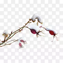 ��ѿֲ�ﾥ����ֲ�ﻨ��-������