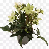 花卉设计切花花盆花束-空若网 花卉设计切花花盆花束-空若网