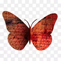 蝴蝶纸蛾昆虫动物-蝴蝶-空若网 蝴蝶纸蛾昆虫动物-蝴蝶-空若网