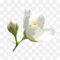 �л���ѿ��ֲ�ﾥ��֦����-������