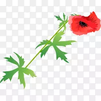 ����Ҷֲ�ﾥ����ֲ��Ҷ-������