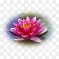 睡莲水百合水生植物仙人掌莲花-水百合-空若网 睡莲水百合水生植物仙人掌莲花-水百合-空若网