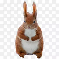 树松鼠动画剪辑艺术-动画-空若网 树松鼠动画剪辑艺术-动画-空若网