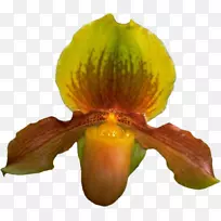 开花植物-植物-空若网 开花植物-植物-空若网