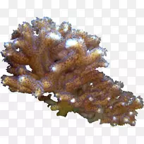 珊瑚主页博客剪贴画-空若网 珊瑚主页博客剪贴画-空若网