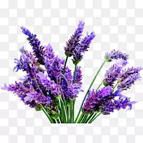 英国薰衣草植物法国薰衣草油植物-空若网 英国薰衣草植物法国薰衣草油植物-空若网