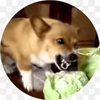 彭布罗克威尔士科吉公司-万维网-空若网 彭布罗克威尔士科吉公司-万维网-空若网