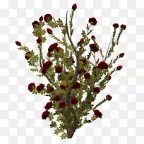 �л�����ֲ��-������