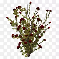 �л�����ֲ��-������