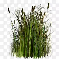 甜草香根草谷歌图片草本植物-空若网 甜草香根草谷歌图片草本植物-空若网