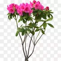 �л��軨-������