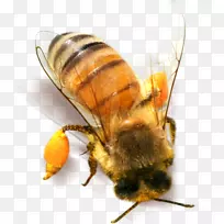 蜜蜂昆虫剪贴画-黄蜂-空若网 蜜蜂昆虫剪贴画-黄蜂-空若网