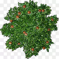 奥格里斯树果实-树上的果实-空若网 奥格里斯树果实-树上的果实-空若网