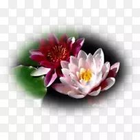 花瓣水生植物,水百合,桌面壁纸,开花植物-水百合-空若网 花瓣水生植物,水百合,桌面壁纸,开花植物-水百合-空若网