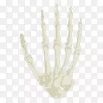 手指-人体骨骼-手-空若网 手指-人体骨骼-手-空若网