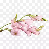 切花婚礼请柬玫瑰花-空若网 切花婚礼请柬玫瑰花-空若网