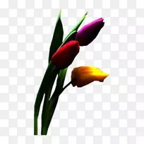 Óô½ðÏãÇл¨»¨°ê-¿ÕÈôÍø Óô½ðÏãÇл¨»¨°ê-¿ÕÈôÍø