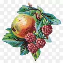 奥格里斯水果图蒂果仁剪贴画-蔬菜-空若网 奥格里斯水果图蒂果仁剪贴画-蔬菜-空若网