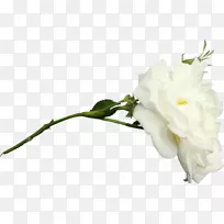 �л����껨��-������