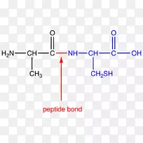 ëļü°±»ùËᣬN-¶Ë£¬c-¶Ë-¿ÕÈôÍø ëļü°±»ùËᣬN-¶Ë£¬c-¶Ë-¿ÕÈôÍø