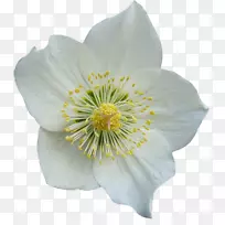 花花瓣-空若网 花花瓣-空若网