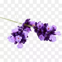 Ӣ��޹�²ݾ���޹�²���-������