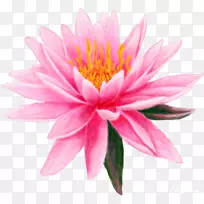 �׻��ٺ�ˮ-������