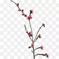 小枝花桃树茎夹艺术-桃-空若网 小枝花桃树茎夹艺术-桃-空若网