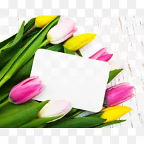 郁金香花-美丽的郁金香和卡片-空若网 郁金香花-美丽的郁金香和卡片-空若网