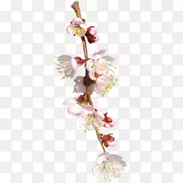 切花花卉设计春季植物茎花-空若网 切花花卉设计春季植物茎花-空若网