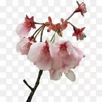 ����ӣ��ֲ�ﾥѿ-��-������