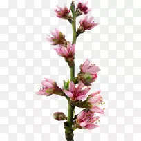 ������Ӱ-������