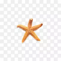 海星-海星-空若网 海星-海星-空若网