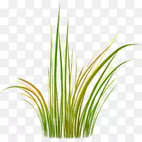 甜草,香根草,柠檬草,麦草,植物茎-叶-空若网 甜草,香根草,柠檬草,麦草,植物茎-叶-空若网