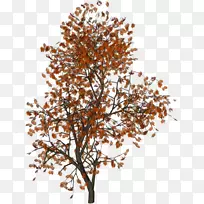 树-树-空若网 树-树-空若网