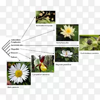 系统发育树突触形成层对称系统发育命名-命名-空若网 系统发育树突触形成层对称系统发育命名-命名-空若网