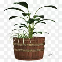 槟榔科花卉盆栽植物草科-空若网 槟榔科花卉盆栽植物草科-空若网