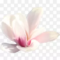 �����ۺ�m��ݱ�ֲ��-ֲ��-������