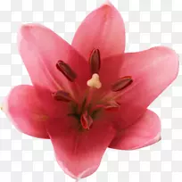 百合切花博客电子邮件-花-空若网 百合切花博客电子邮件-花-空若网