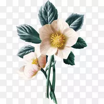 黑麦草花玫瑰花-空若网 黑麦草花玫瑰花-空若网