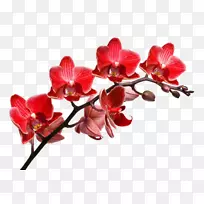 兰花桌面壁纸摄影保存照片-空若网 兰花桌面壁纸摄影保存照片-空若网